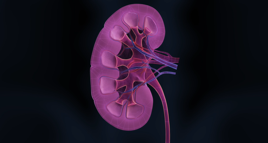 kidney-icoat